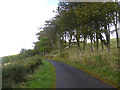 NT9458 : Row of trees below Habchester Fort by Oliver Dixon