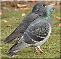 J3675 : Feral pigeons, Victoria Park, Belfast (October 2015) by Albert Bridge