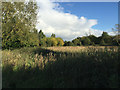 SP3780 : Tall herb vegetation in the River Sowe floodplain, Walsgrave, Coventry by Robin Stott