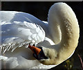 J3675 : Swan, Victoria Park, Belfast - November 2015(2) by Albert Bridge