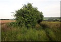 SU0532 : Bush by the bridleway north of Barford St Martin by Derek Harper