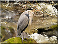 NY3804 : Grey Heron by David Dixon