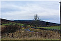  : Tree and road near Claonel by Peter Moore