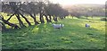 SE3552 : Sheep near Braham Hall by Derek Harper