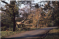 TQ2636 : Storm damage in Goffs Park (1) by Peter Shimmon