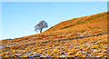 NZ0740 : Lone tree on lightly snowed bracken slope by Trevor Littlewood