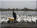 NY0565 : Feeding time at Caerlaverock by M J Richardson