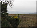 NY0066 : Salt marsh at Scar Point by M J Richardson