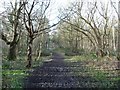 SE5633 : Bridge across Main Drain, Bishop Wood by Christine Johnstone