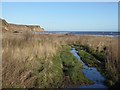 NZ4442 : Marshland at the mouth of Warren House Gill by Oliver Dixon