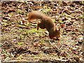 SD2708 : Red Squirrel Reserve, Formby by David Dixon