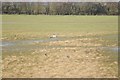 SO7205 : Crane at Slimbridge by Philip Halling