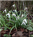 TQ2995 : Snowdrops, London N14 by Christine Matthews