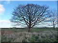 SE3278 : Tree below Gallow Hill by Christine Johnstone