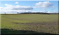 SE3177 : Winter cereal field, west of Norton Cottages by Christine Johnstone