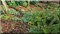 TQ2997 : Snowdrops in Water Garden, Trent Park, Enfield by Christine Matthews