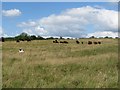 SD9965 : Cattle grazing above Cove Scar by Graham Robson