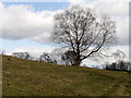 SD8203 : Tree on Grazing Field at Heaton Park by David Dixon