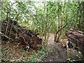 SE3502 : Public footpath through a fallen tree, Worsbrough by Christine Johnstone