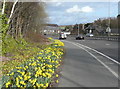 SE1021 : Daffodils alongside Calderdale Way, Elland by Humphrey Bolton