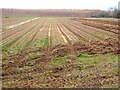 NT8169 : Field of onions at Old Cambus East Mains by Oliver Dixon