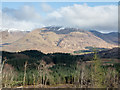 NN1526 : Coniferous plantation near to Dalmally by Trevor Littlewood