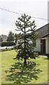 TF0751 : Monkey Puzzle Tree, Manor Street, Ruskington by Julian P Guffogg