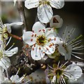 SK4934 : Blackthorn blossom by David Lally