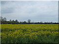 TL4963 : Crop of rape seed near Horningsea by Richard Humphrey