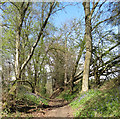 SP9109 : On the County Boundary Footpath near Hastoe by Chris Reynolds