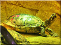 SJ7796 : Manchester Sealife Centre, Turtle by David Dixon