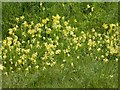 SO8641 : Cowslips on a road verge by Philip Halling