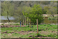 TQ0347 : Pig fields near Postford by Alan Hunt