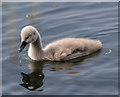 TQ3094 : Mute Swan Cygnet, Grovelands Park, London N14 by Christine Matthews