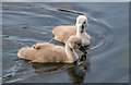 TQ3094 : Two Mute Swan Cygnet, Grovelands Park, London N14 by Christine Matthews