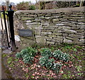 SO8700 : Woefuldane snowdrops near Minchinhampton by Jaggery