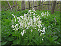 NJ2950 : Wild Hyacinths (Hyacinthoides non-scripta) by Anne Burgess