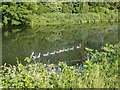 TL3700 : Goose family on the River Lea, near Waltham Abbey by Jim Osley