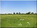 SU3689 : Buttercup Meadow by Des Blenkinsopp