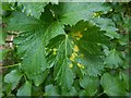 NS4074 : Rust fungus galls on Alexanders by Lairich Rig