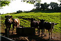 SJ5052 : Cattle near Pool Farm by Christopher Hilton