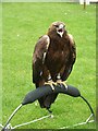 SJ4066 : Grace, The Golden Eagle, Chester by Rob Farrow