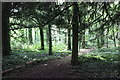 SJ0478 : The Woodland at Bodrhyddan by Jeff Buck