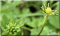 J4477 : Buttercup flower (opening), Cairn Wood, Craigantlet (June 2016) by Albert Bridge