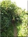 TL9484 : Peddars Way Footpath to High Bridgham Road by Geographer