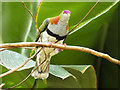 SJ4169 : Brightly Coloured Tropical Bird in Monsoon Forest by David Dixon