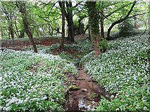 SE3456 : Spring Water by Anne Burgess