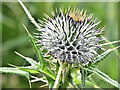 J4482 : Thistle, Helen's Bay - July 2016(2) by Albert Bridge