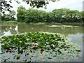 SO8644 : Water lilies in a fishing pool by Philip Halling