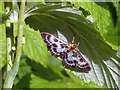 ST3086 : Small Magpie Moth by Robin Drayton